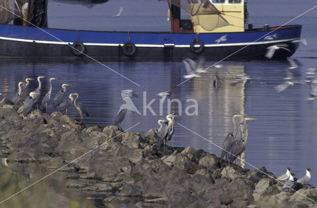 Blauwe Reiger (Ardea cinerea)