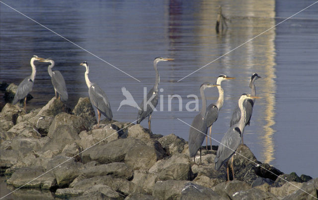 Blauwe Reiger (Ardea cinerea)