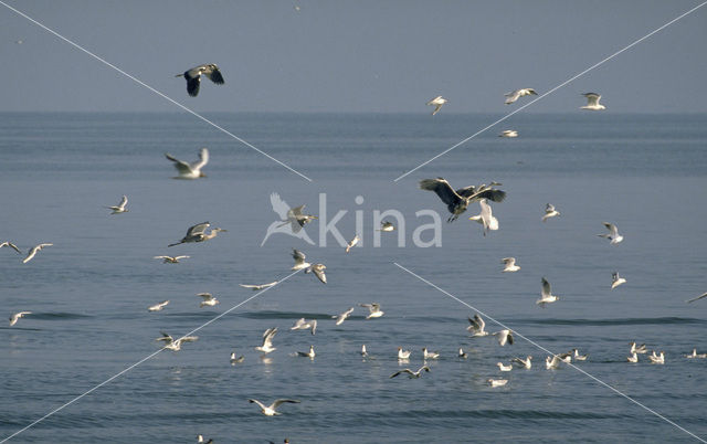 Blauwe Reiger (Ardea cinerea)