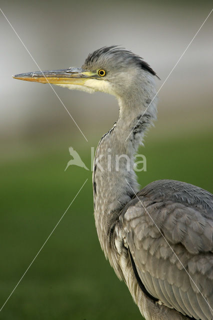 Blauwe Reiger (Ardea cinerea)