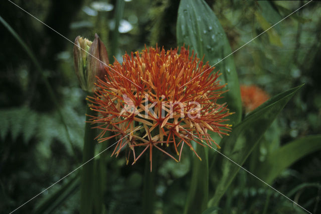 Bloedlelie (Scadoxus multiflorus)