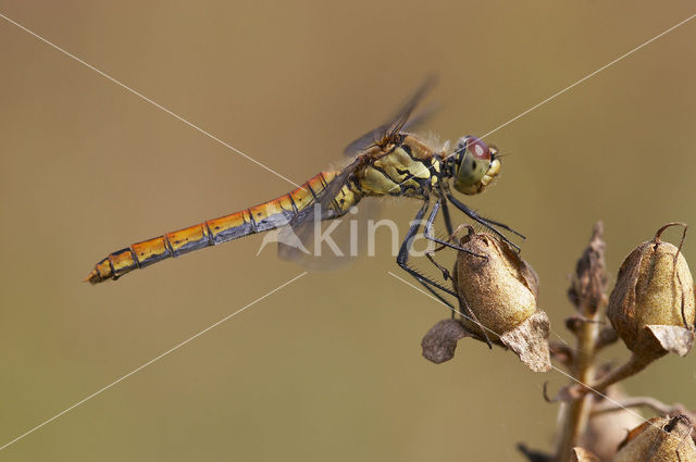 Bloedrode heidelibel (Sympetrum sanguineum)