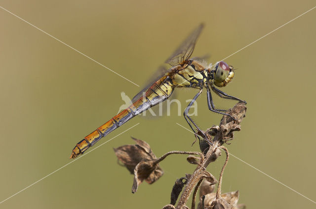 Bloedrode heidelibel (Sympetrum sanguineum)