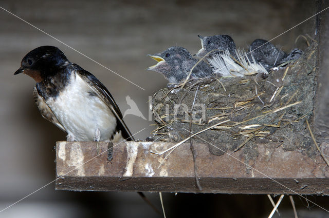 Barn Swallow (Hirundo rustica)