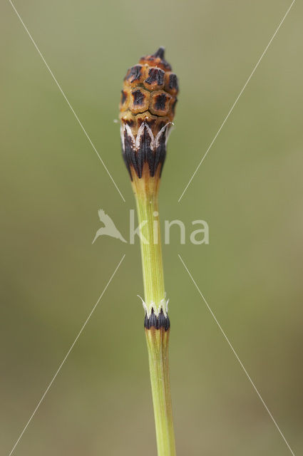 Bonte paardenstaart (Equisetum variegatum)