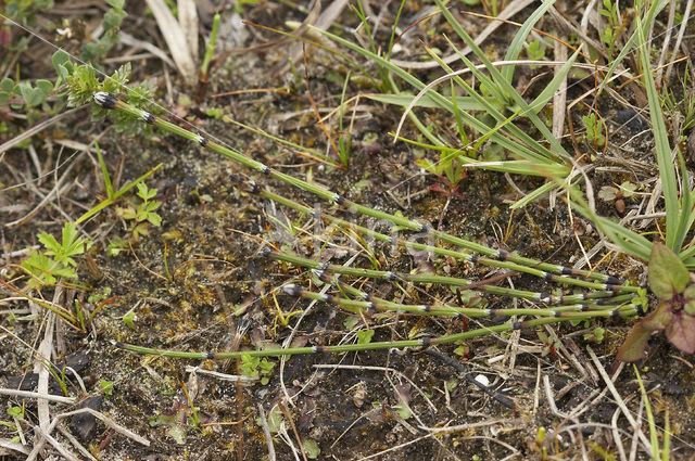 Bonte paardenstaart (Equisetum variegatum)