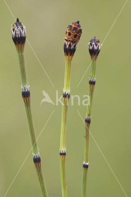 Bonte paardenstaart (Equisetum variegatum)