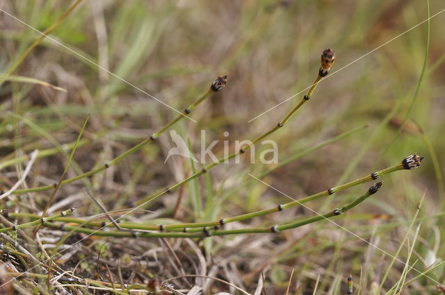 Bonte paardenstaart (Equisetum variegatum)