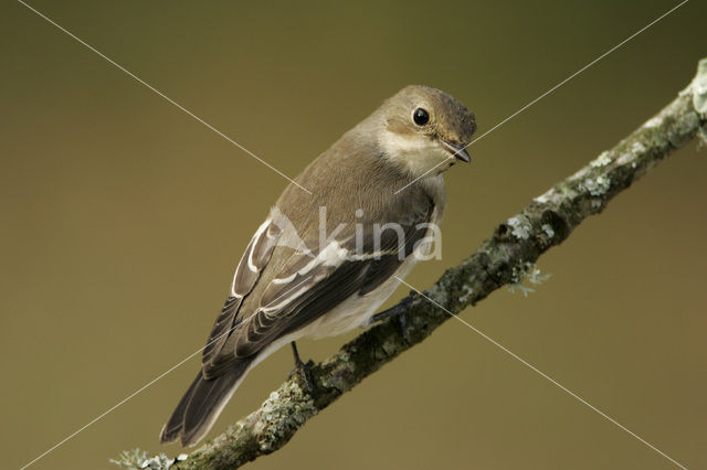 Bonte Vliegenvanger (Ficedula hypoleuca)