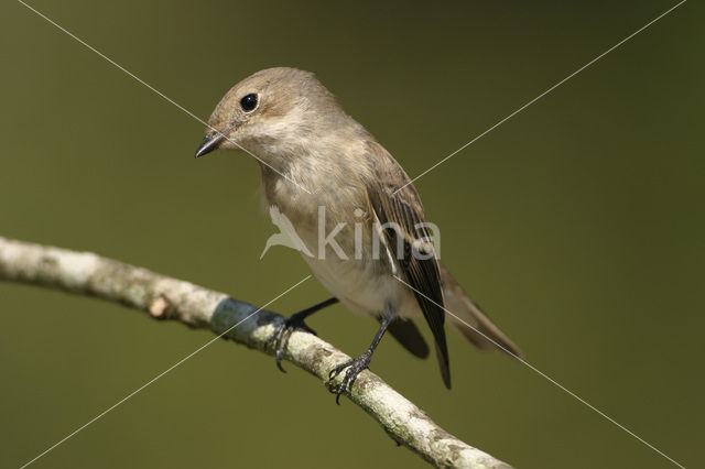 Bonte Vliegenvanger (Ficedula hypoleuca)