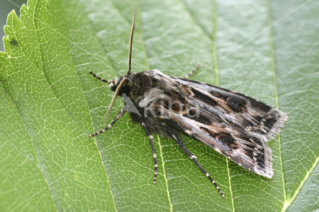 Bonte worteluil (Agrotis vestigialis)