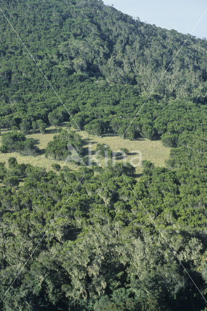 Boomheide (Erica arborea)