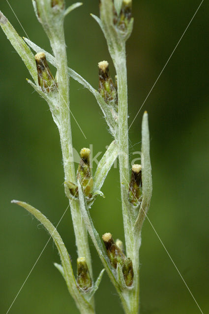 Bosdroogbloem (Gnaphalium sylvaticum)