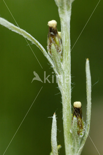 Bosdroogbloem (Gnaphalium sylvaticum)