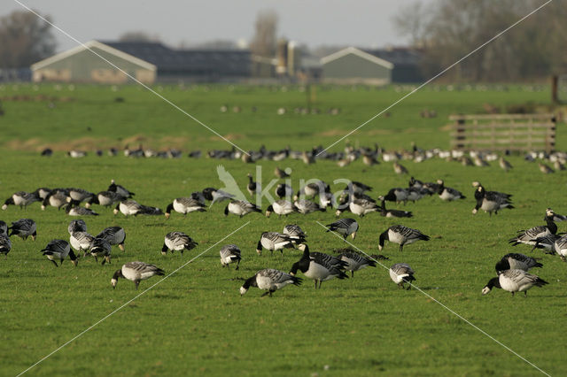 Brandgans (Branta leucopsis)