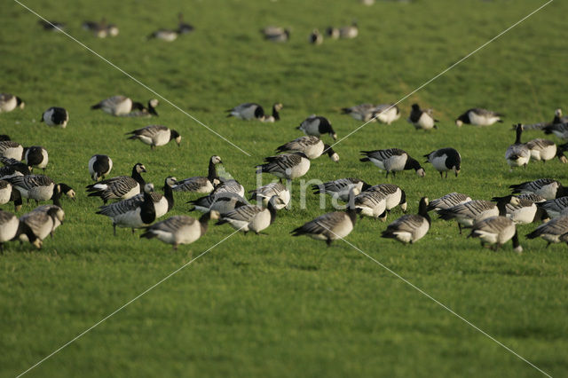 Brandgans (Branta leucopsis)