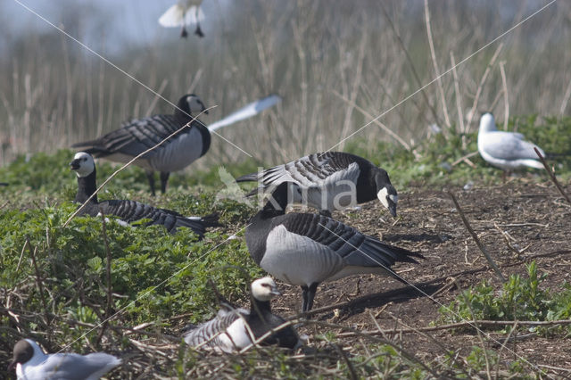 Brandgans (Branta leucopsis)