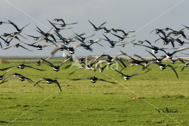 Brandgans (Branta leucopsis)