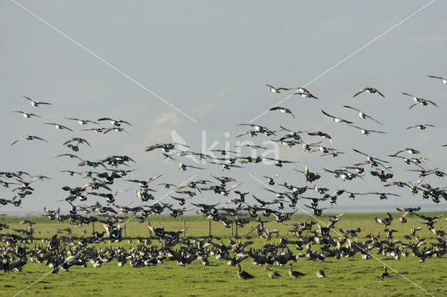 Brandgans (Branta leucopsis)