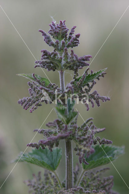 Brandnetel (Urtica spec.)