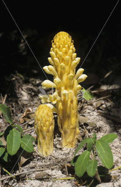 Bremraap (Orobanche spec)