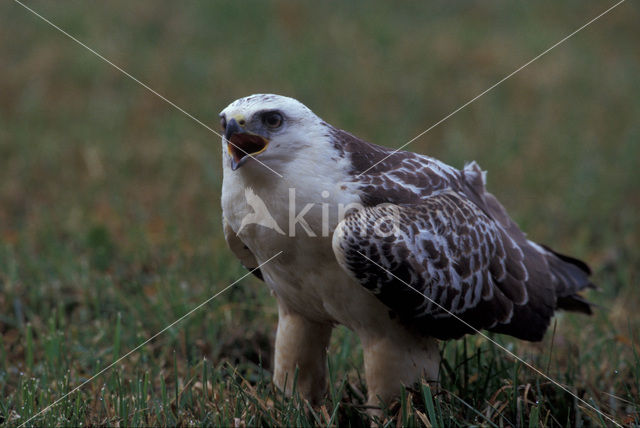 Buizerd (Buteo buteo)