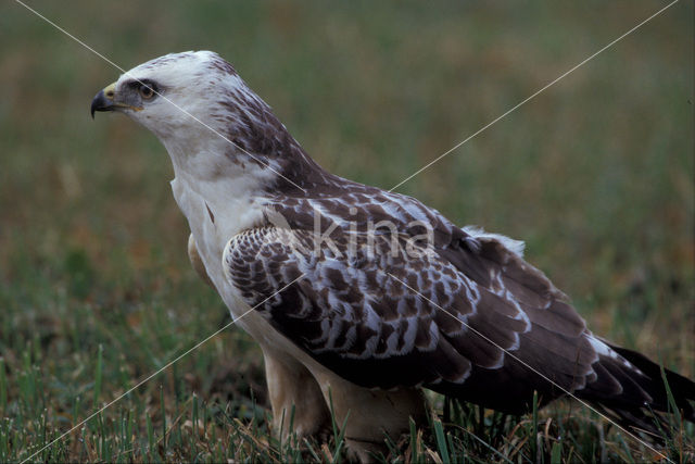 Buizerd (Buteo buteo)