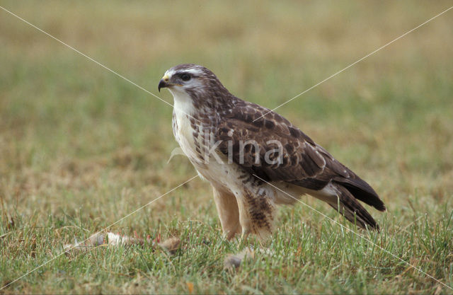 Buizerd (Buteo buteo)