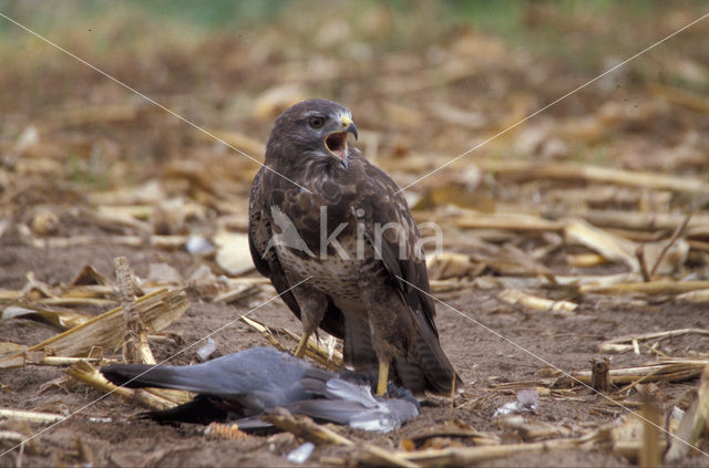 Buizerd (Buteo buteo)