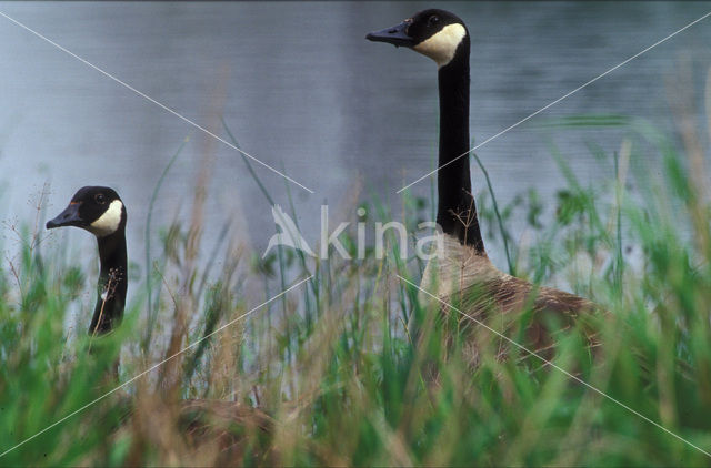 Canadese Gans (Branta canadensis)