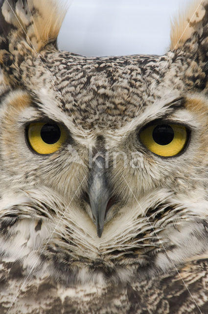 Canadese oehoe (Bubo virginianus occidentalis)