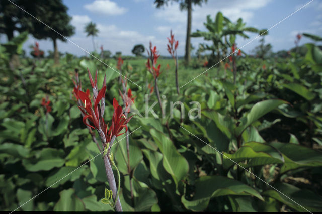 Canna spec