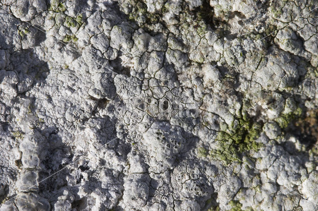 Dijkschotelkorst (Lecanora rupicola)