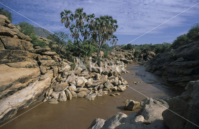 Doum palm (Hyphaene thebaica)