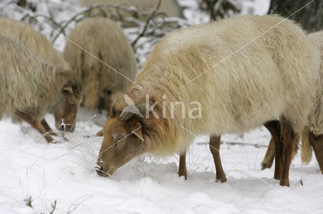 Drents heideschaap (Ovis domesticus)