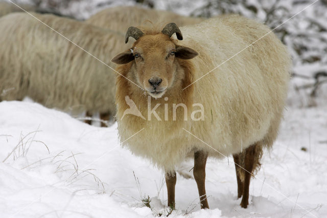 Drents heideschaap (Ovis domesticus)