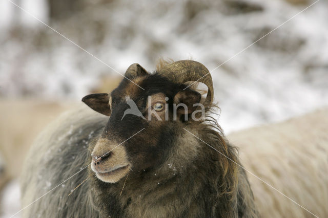 Drents heideschaap (Ovis domesticus)