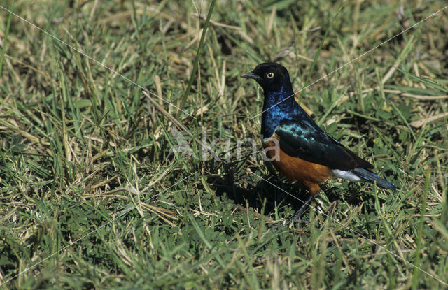 Driekleurenglansspreeuw (Lamprotornis superbus)