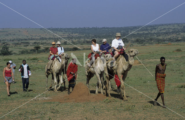 Dromedaris (Camelus dromedarius)