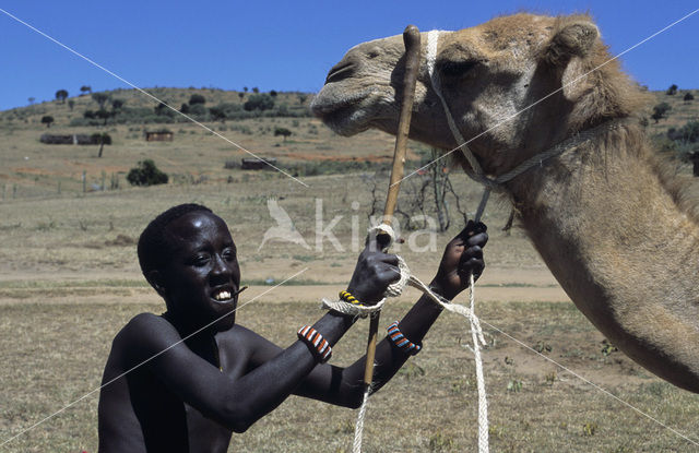 Dromedary (Camelus dromedarius)