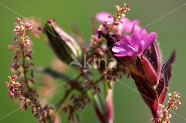 Ragged-Robin (Lychnis flos-cuculi)