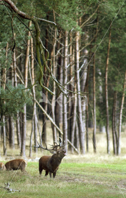 Edelhert (Cervus elaphus)