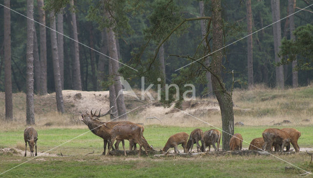 Edelhert (Cervus elaphus)