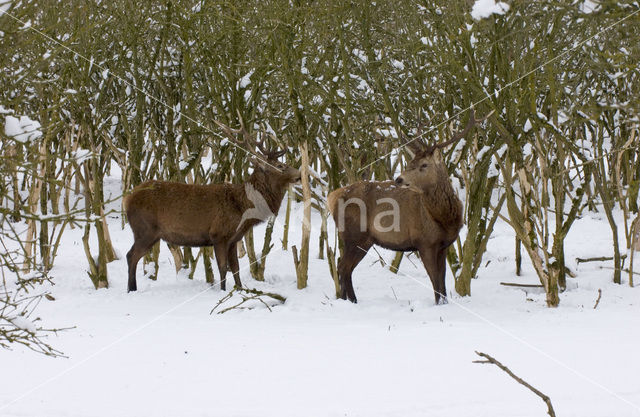 Edelhert (Cervus elaphus)