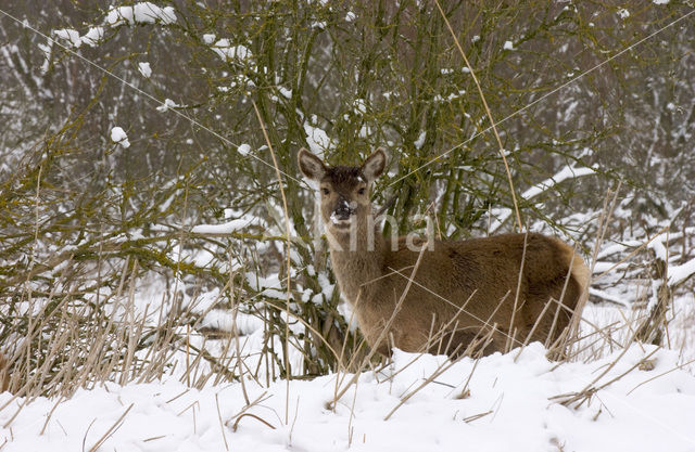 Edelhert (Cervus elaphus)