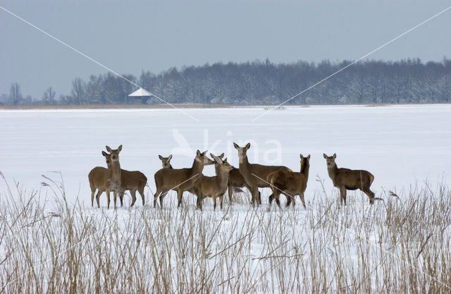 Edelhert (Cervus elaphus)