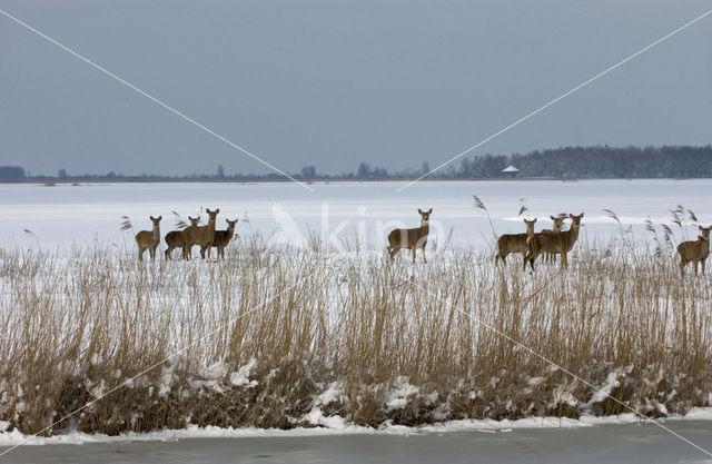 Edelhert (Cervus elaphus)