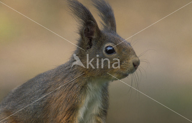 Eekhoorn (Sciurus vulgaris)