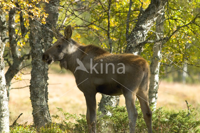 Eland (Alces alces)