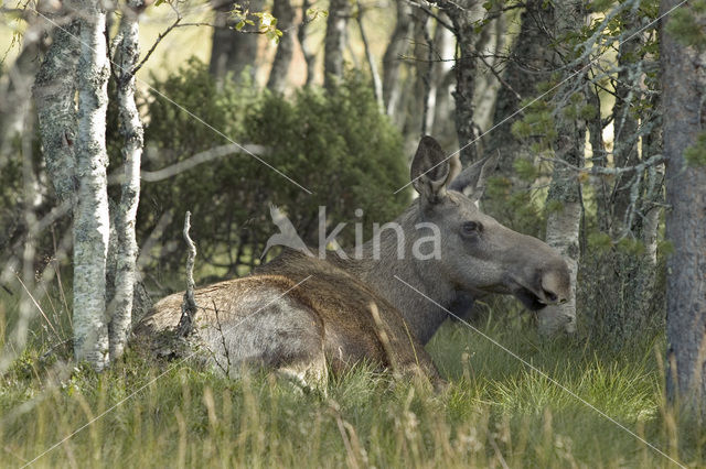 Eland (Alces alces)